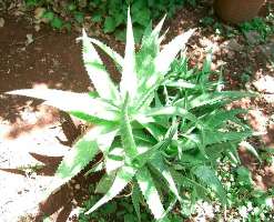 Green plant