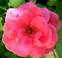 Small rose